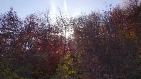 Fall forest 4 H.265 스톡 동영상 230300337