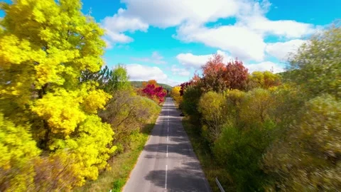 Fall forest 5 H.265 스톡 동영상 230300441