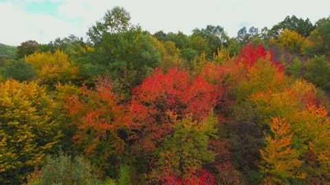 Fall forest 6 H.265 Stock Footage 230300511