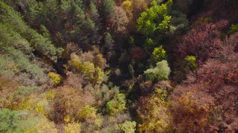 Fall forest 7 H.265 스톡 동영상 230300692