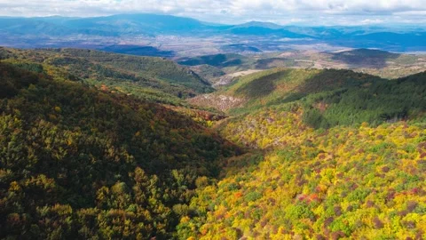 Fall forest 8 H.265 Stock Footage 230300714