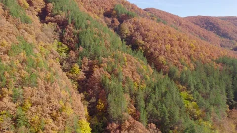 Fall forest 9 H.265 스톡 동영상 230300794