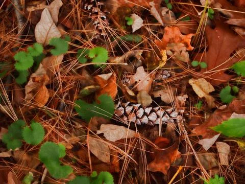 Fall forest bed Stock Photos