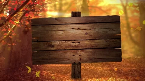Fall forest blank Stock Footage 54461907