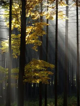 Fall in the forest with colorful trees Stock Photos