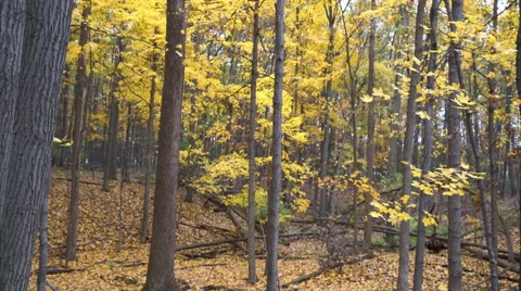 Fall forest filled with yellow leaves falling off trees Stock Footage 56831770