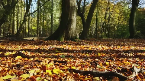 Fall in the forest. Floor covered with warm colored leaves Stock-Footage 212524755