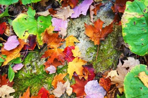 Fall forest floor Stock Photos