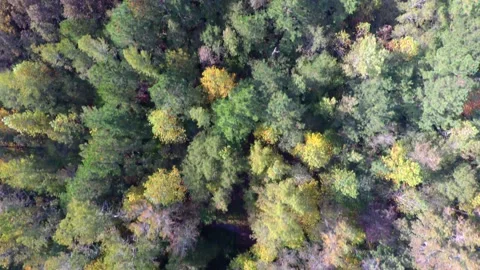 Fall Forest Flyover Stock Footage 141280043