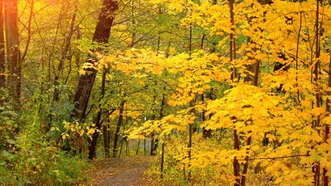 Fall Forest Foliage Landscape Colorful Tree Leaves Background, Nature Sunshine Video stock 89812875