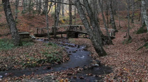 Fall in The Forest 動画素材 5956320