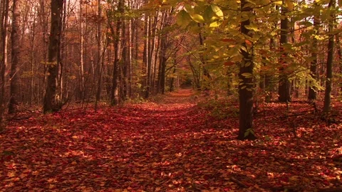 Fall in the forest Stock Footage 72572119