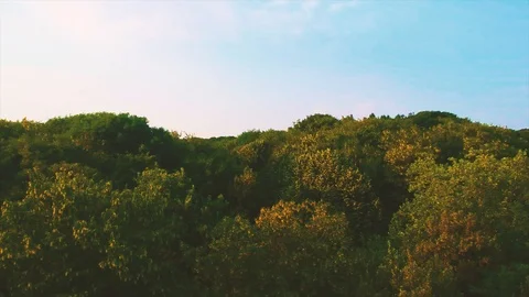 Fall in the forest 스톡 동영상 93278066