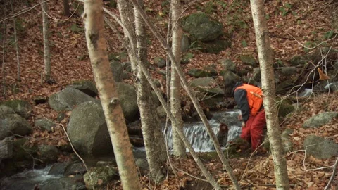 Fall Forest Stock Footage 123917079