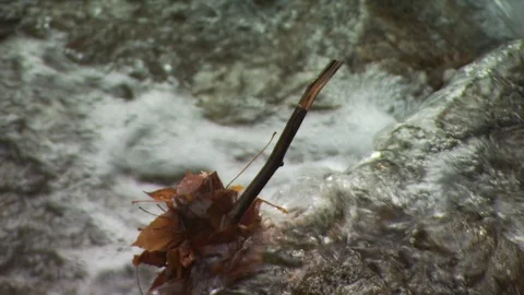 Fall Forest Stock Footage 123917091