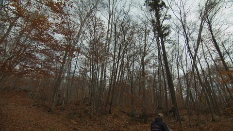 Fall Forest Stock Footage 123917124