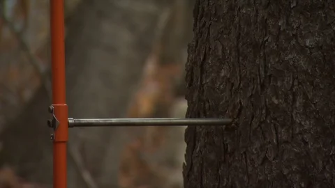 Fall Forest Stock Footage 123917138