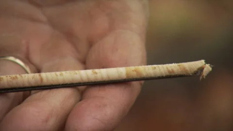 Fall Forest Stock Footage 123917145