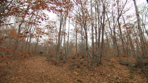 Fall Forest Stock Footage 123917161