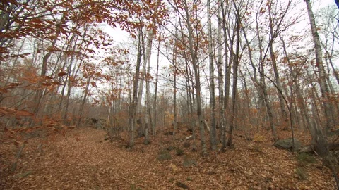 Fall Forest Stock Footage 123917168