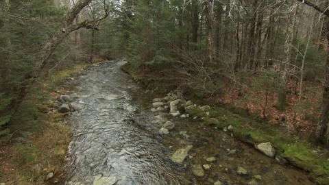 Fall Forest Stock Footage 123917173