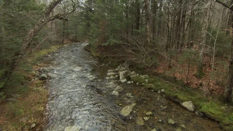 Fall Forest Stock Footage 123917183