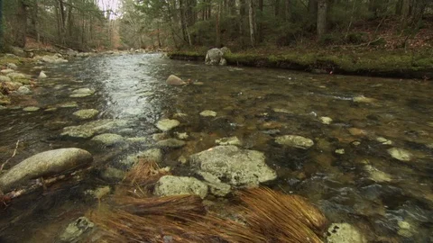 Fall Forest Stock Footage 123917191