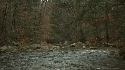 Fall Forest Stock Footage 123917233