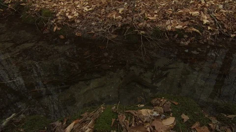 Fall Forest Stock Footage 123917251