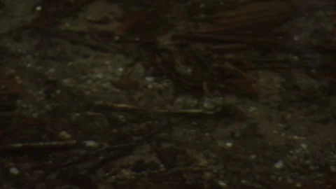 Fall Forest Stock Footage 123917274