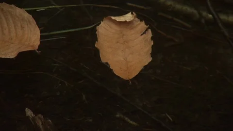 Fall Forest Stock Footage 123917320