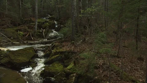 Fall Forest Video stock 123917340