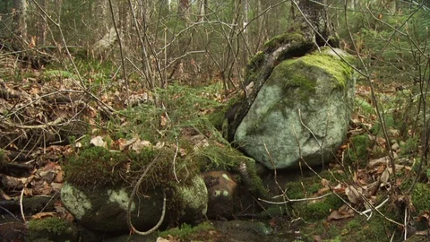 Fall Forest Stock Footage 123917355