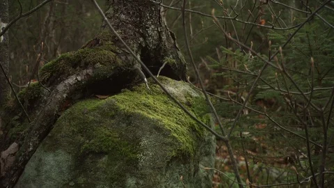 Fall Forest Stock Footage 123917385