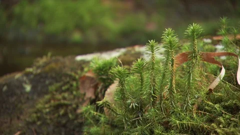 Fall Forest Stock Footage 123917397