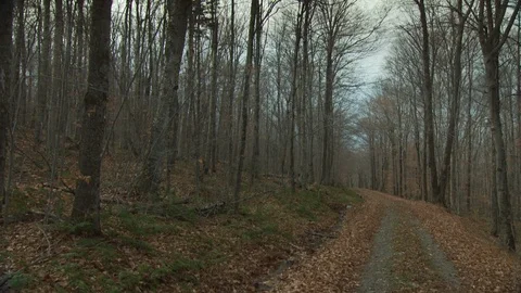 Fall Forest Stock Footage 123917550