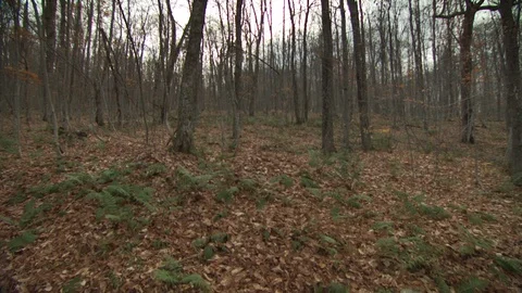 Fall Forest Stock Footage 123917620