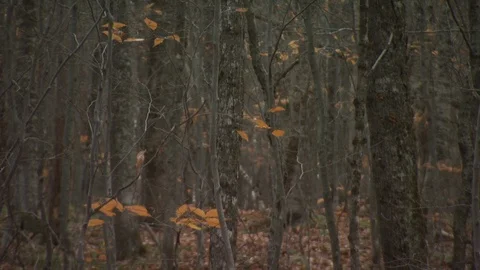 Fall Forest Stock Footage 123917623