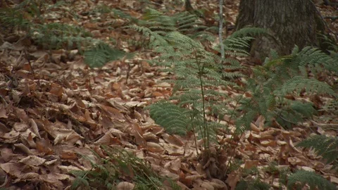 Fall Forest Stock Footage 123917649