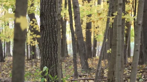 Fall Forest 動画素材 169176487