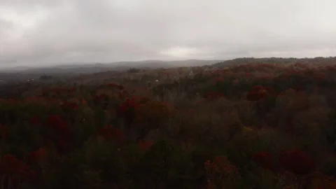 Fall Forest Footage Stock Footage 249221805