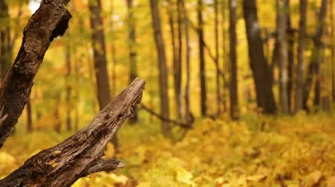 Fall Forest in Gold Rack Focus Stock Footage 12246225