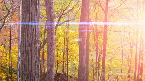 Fall Forest Golden Hour Sunset, Autumn Season Nature Setting Sun Lens Flare Stock Footage 84721850