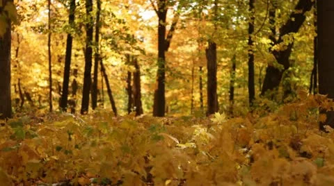 Fall forest with golden leaves Stock Footage 12245120
