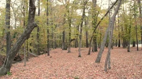 Fall Forest I Stock Footage 12582181