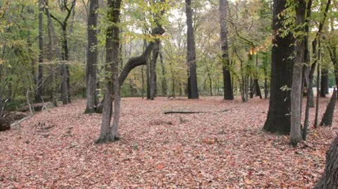 Fall forest II Stock Footage 12582943