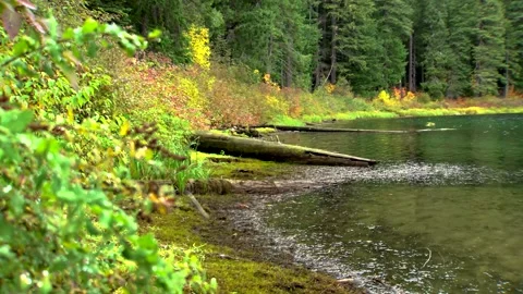 Fall Forest Lake  Stock Footage 249837964