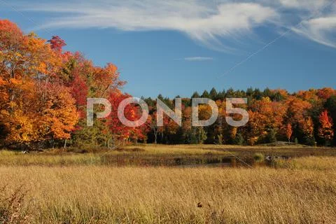 Fall forest landscape. Stock Photos