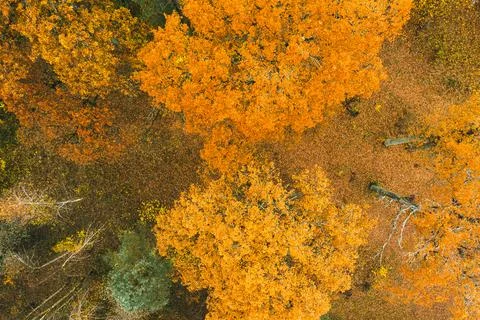 Fall forest landscape view from above. Colorful nature background. Autumn forest Stock Photos