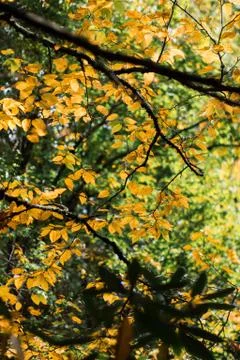 Fall Forest Leaves Stock Photos